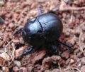 Jekelius intermedius (cfr.)